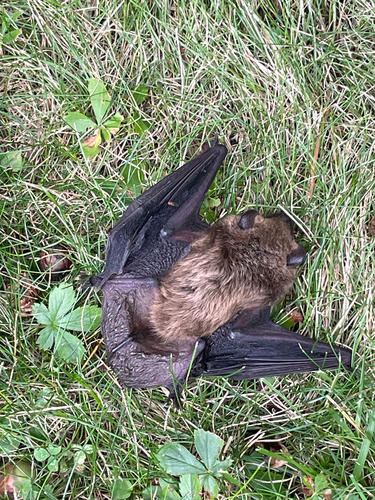 Big Brown Bat observed by holocenedixie
