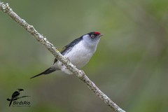 Ilicura militaris