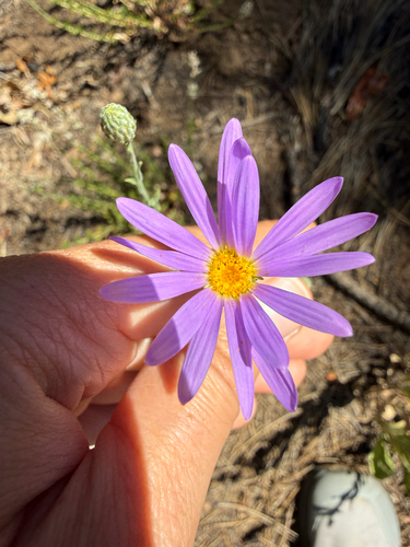 Dieteria asteroides