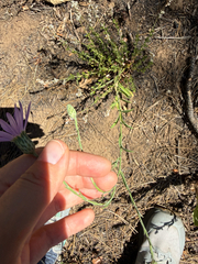 Dieteria asteroides, photograph (c) Rachel Lee Harper, some rights reserved (CC BY)