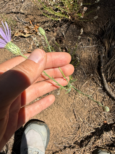 Dieteria asteroides, photograph 2
