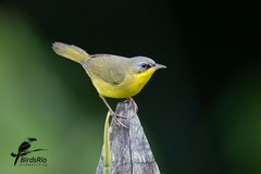 Southern Yellowthroat photo 4