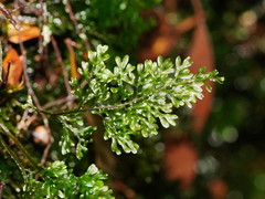 Hymenophyllum australe