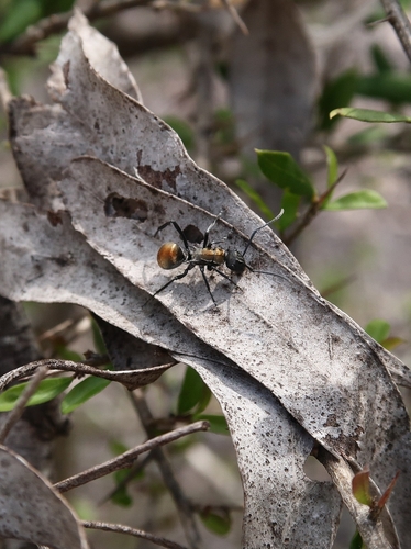 Golden-tailed Spiny Ant