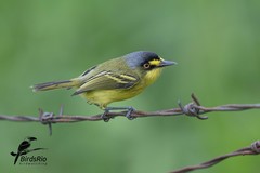 Todirostrum poliocephalum