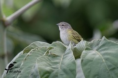 Phyllomyias griseocapilla