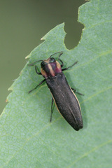 Agrilus vittaticollis