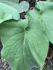 Piper umbellatum