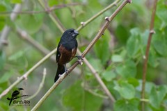 Sporophila angolensis