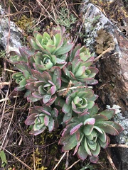 Hylotelephium telephioides