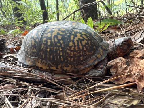 Eastern Box Turtle