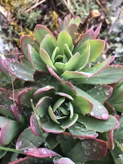 Hylotelephium telephioides