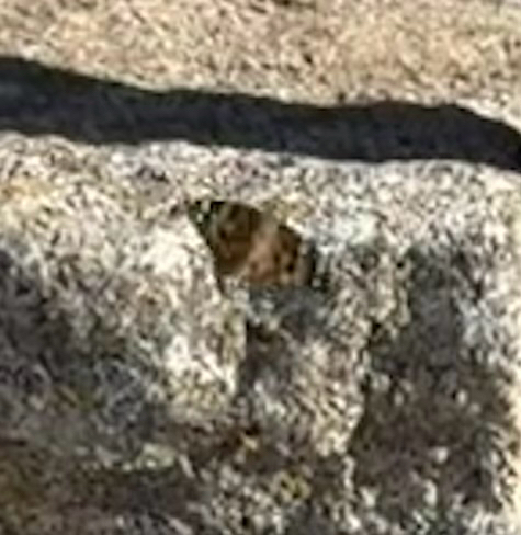 iNaturalist observation photo of Painted Lady
