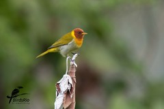 Hemithraupis ruficapilla