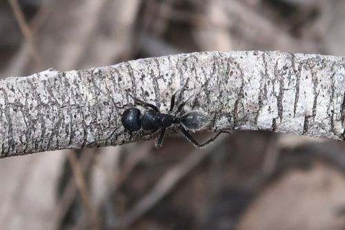 Calomyrmex albopilosus