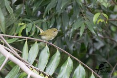 Hemitriccus nidipendulus