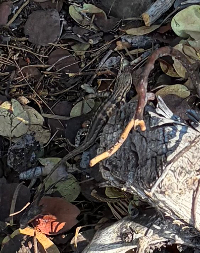 iNaturalist observation photo of Common Sagebrush Lizard