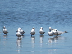 Gelochelidon nilotica