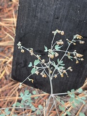 (c) Jo Roberts, some rights reserved (CC BY) Thalictrum fendleri, photograph (c) Jo Roberts, some rights reserved (CC BY)