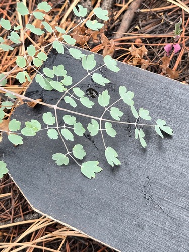 Thalictrum fendleri, photograph 2