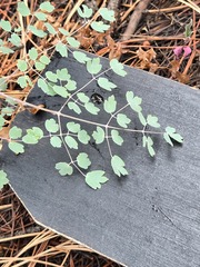 (c) Jo Roberts, some rights reserved (CC BY) Thalictrum fendleri, photograph (c) Jo Roberts, some rights reserved (CC BY)