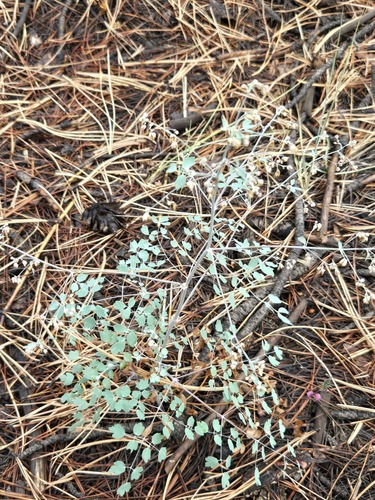 Thalictrum fendleri, photograph 3
