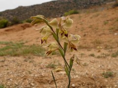 Gladiolus orchidiflorus