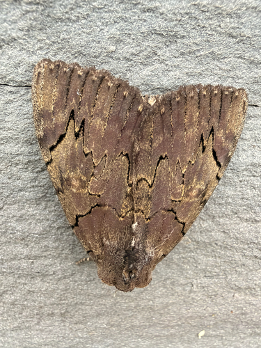 Darling Underwing (Catocala cara)