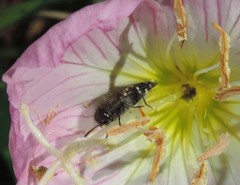Acmaeodera ornatoides