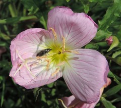 Acmaeodera ornatoides