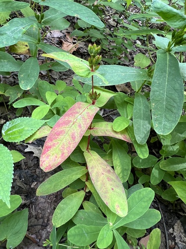 Lesser marsh St. Johnswort (Hypericum tubulosum)