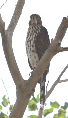 Cooper's Hawk