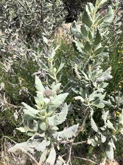 Eriodictyon traskiae smithii