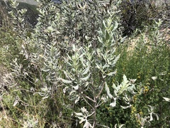 Eriodictyon traskiae smithii