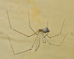 Crossopriza
