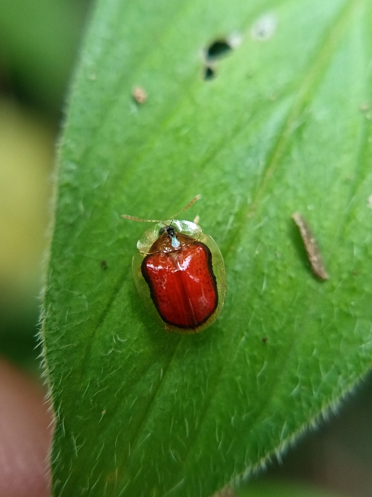 Charidotella proxima
