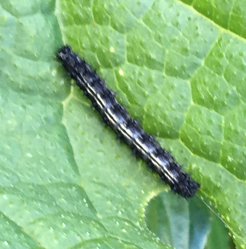 California Tortoiseshell