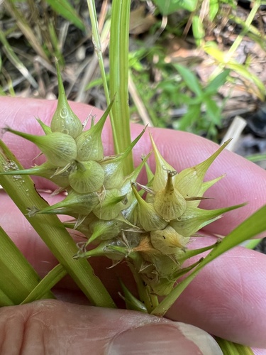 Carex lupuliformis