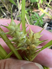 Carex lupuliformis