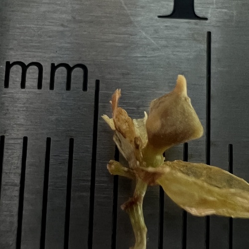 Carex lupuliformis, photograph 2