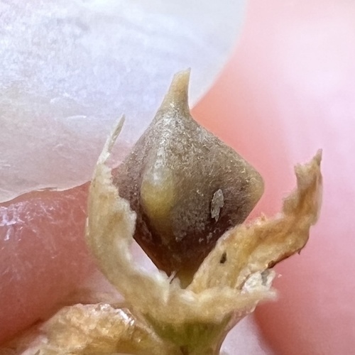 Carex lupuliformis, photograph 3