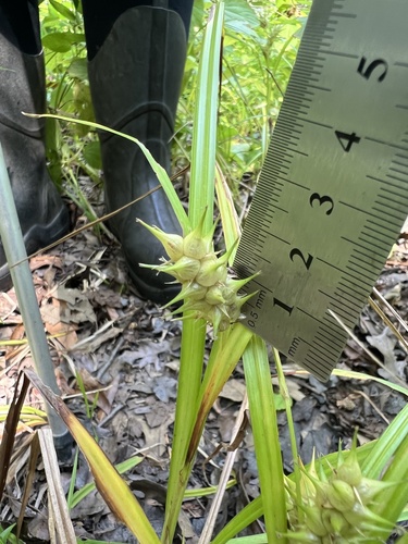 Carex lupuliformis, photograph 4