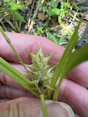 Carex lupuliformis, photograph (c) Anne Parker, some rights reserved (CC BY)