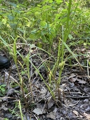 Carex lupuliformis, photograph (c) Anne Parker, some rights reserved (CC BY)
