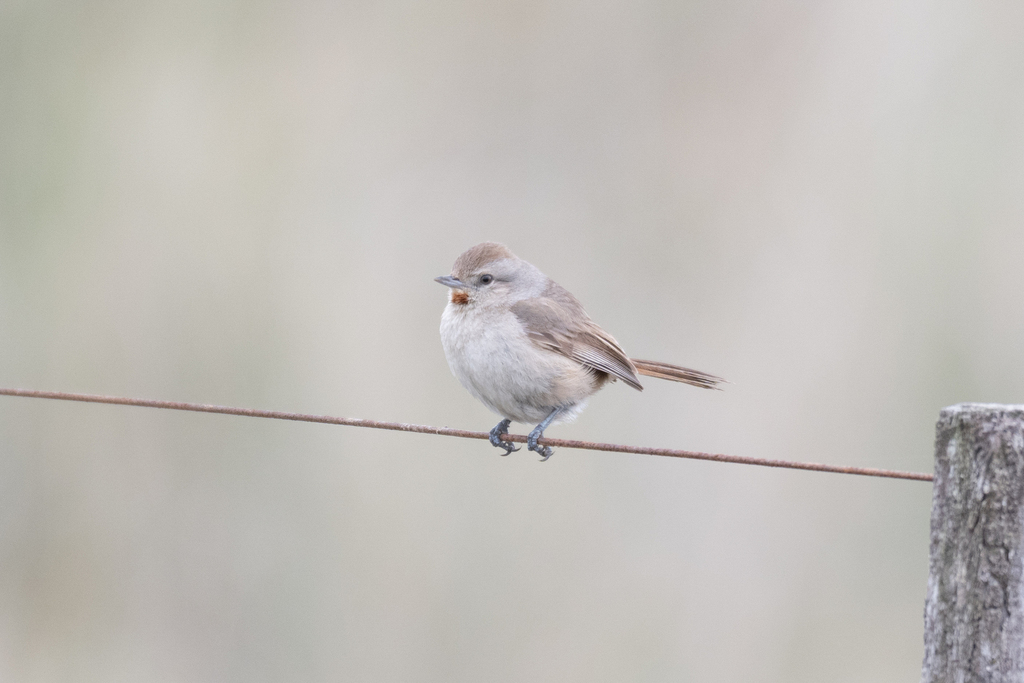 Short-billed Canastero