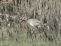 Rallus longirostris berryorum