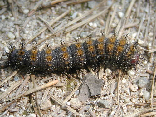 Eastern Buck Moth