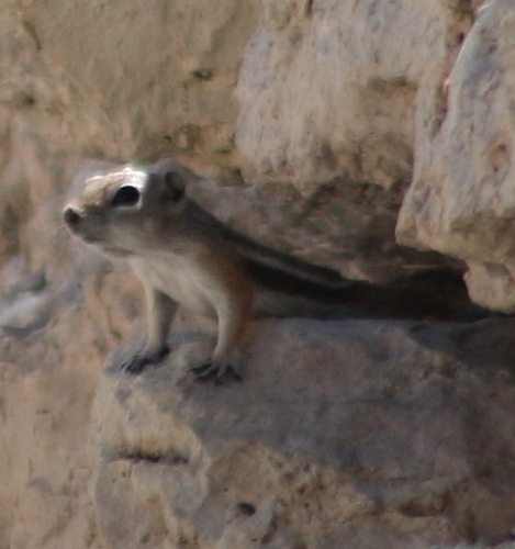 White-tailed Antelope Squirrel observed by countdrakaela