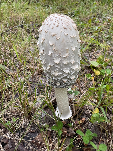 Shaggy Mane