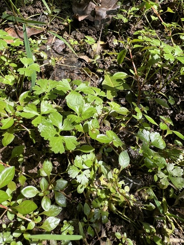 Ranunculus flabellaris, photograph 5